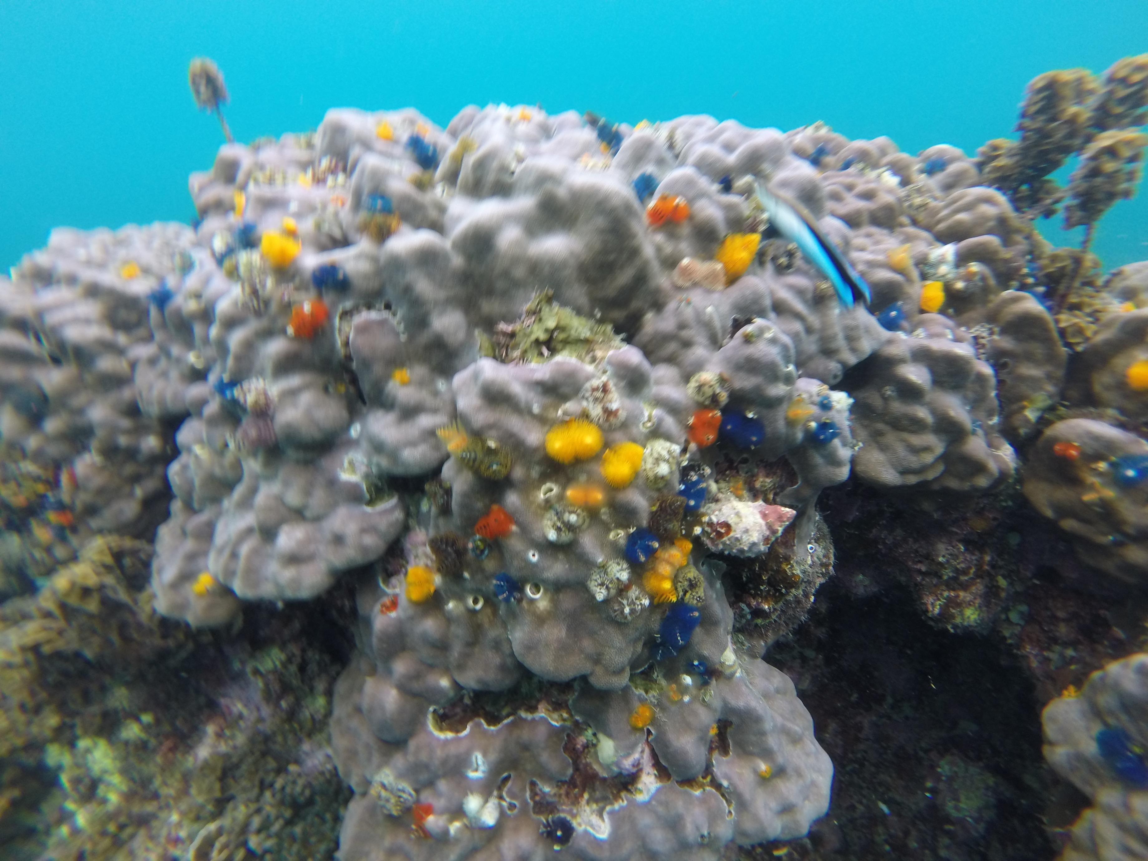 Coral View Resort Ko Tao Dış mekan fotoğraf